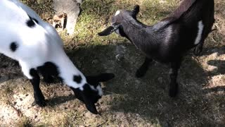 Baby Goat Exploring