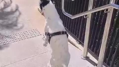 Dog that overcame difficulties