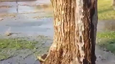 Approximately 150years old Mulberry tree in the village of Dinosa in Montenegro