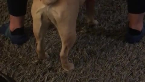 Dog Owner Trying to Pervent the Dog From poping On the Carpet