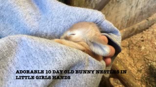 Adorable baby bunny sleeps in woman's arms