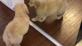 Cutest puppy ever tries to play with her reflection in the mirror