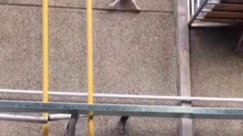 Fearless Stunt Cat