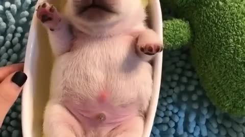 Adorable Puppy rocking