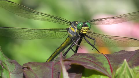 Large Yellow and black Dragonfly on a leaf, close up