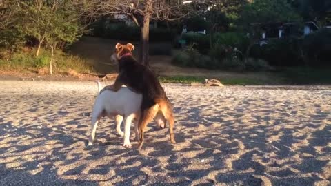 Female dog humping a male to show dominance