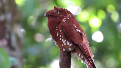 Rufous potoo bird