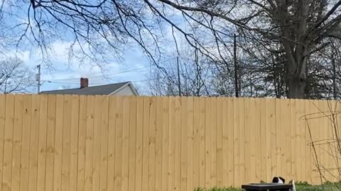 Doggy Tests Out New Fence
