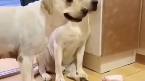 Funny doggies make you laugh