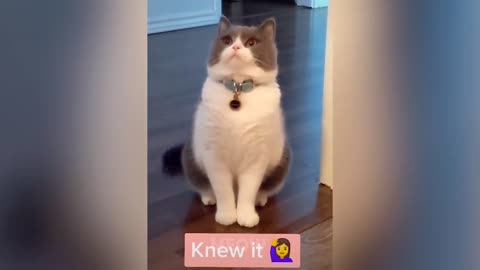 Funniest and Cutest Cat Videos to Keep You Smiling!