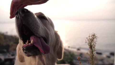 Watch How This Cute Dog Loves Getting Caressed By Owner - Joyful Time!