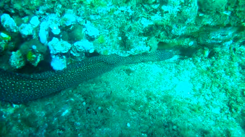 Spotted Eel