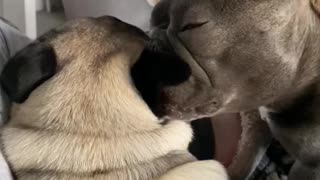 Affectionate french bulldog cleans Pugs ear
