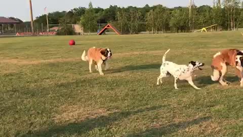 5 month old Saint Bernard puppy gets rolled