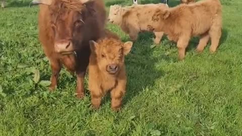 Highland Cow Runs For Treats And It's Too Adorable