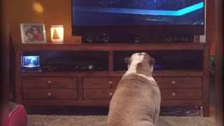 Bulldog Reacts To Scary Scene From 'IT' Movie
