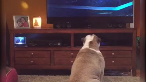 Bulldog Reacts To Scary Scene From 'IT' Movie