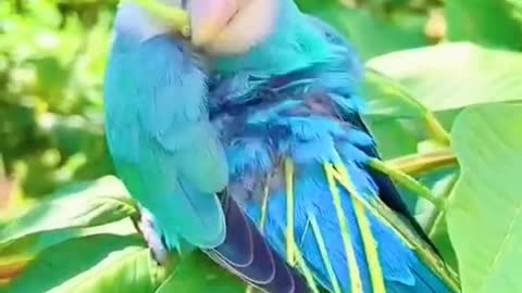 parrot is doing makeup