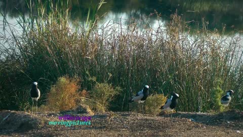 Birds of Africa- 1