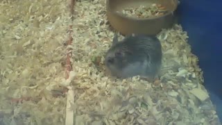 Hamster anão russo comendo sozinho, parece ser bom! [Nature & Animals]