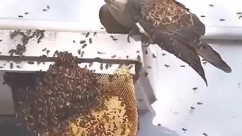 Honey buzzard hunts honey bees nest 😳⁣