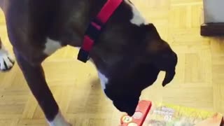 Curious dog has mind blown by children's audio book