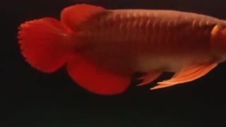 Super Red Arowana