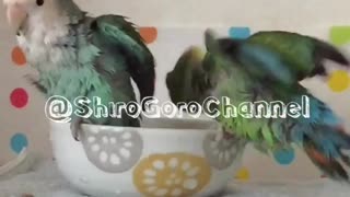Two fluffy dinosaurs enjoying their bath time