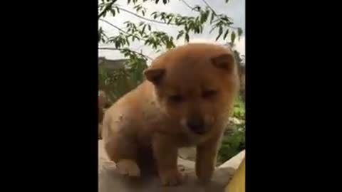 Cutest dogs and puppies in the world video 19