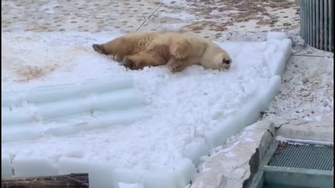 Polar bear lazily playing on the ice