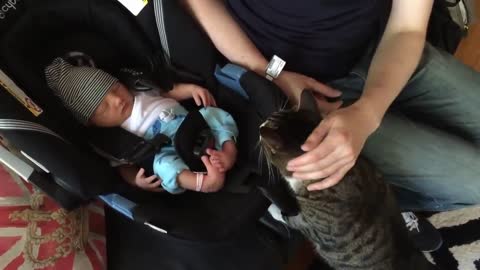 CATS MEETING BABIES FOR THE FIRST TIME. REACTION.