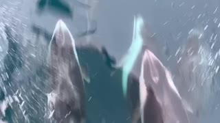 Dolphins Swing Just Below the Surface