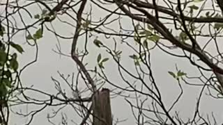 Pileated Woodpecker in the wind