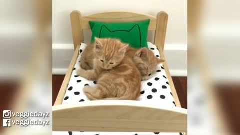 Adorable Foster Kittens In Their IKEA Doll Bed