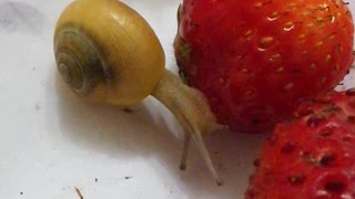This lovely snail eating a strawberry. She's lovely.