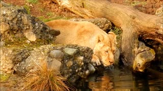 thirsty Lion King Drinks Water In Magic lake