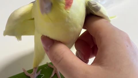 Cockatiel Turns Into a Squeaky Toy || Viral Verse