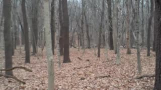 Deer at the Farmdale Reservoir