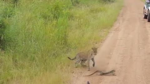 Leopard Vs monitor lizard in Real fight