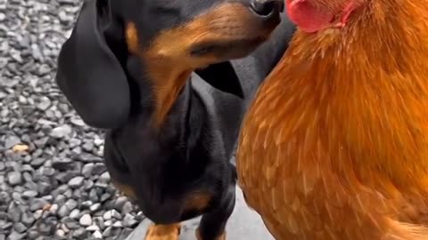 When Paws Meet Beaks: The Epic Stare-Down