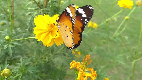 Beautiful Butterfly shot