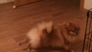 Pomeranian shows off hilarious yoga moves