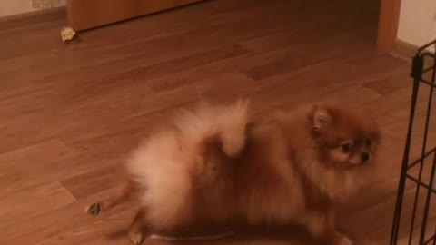 Pomeranian shows off hilarious yoga moves