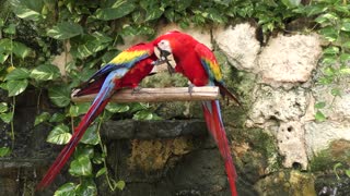 Scarlet Macaw, the red parrots playing in a garden