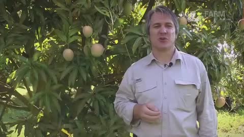 Find out how to harvest mango with new technologies