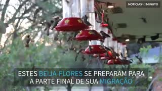 Centenas de beija-flores se alimentam antes de migrarem