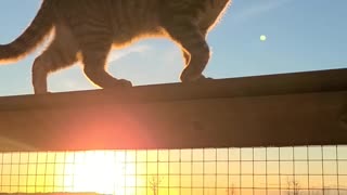 Enchanted Sunset With Floki Cat