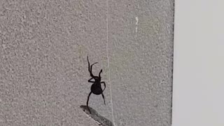 Red Back Spider Eats Lizard