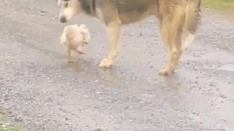 Funny Video The cunning dog steals the chicken