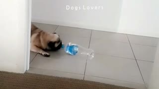 Dog playing with A Bottle Of Water in The House.